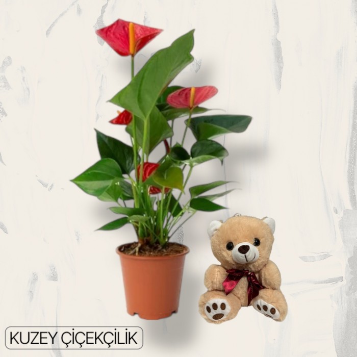 Antoryum Çiçeği Ayıcık