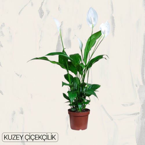 Beyaz Spatifilyum Çiçeği