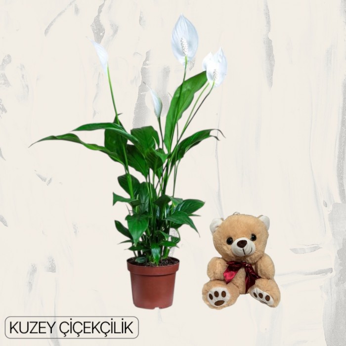 Beyaz Spatifilyum Çiçeği Ayıcık