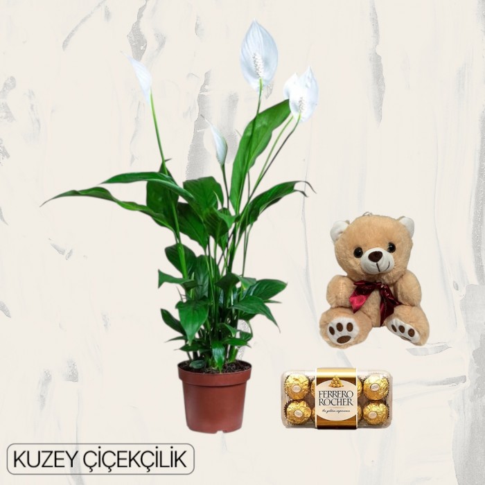 Beyaz Spatifilyum Çiçeği Ayıcık 16lı Ferrero Çikolata