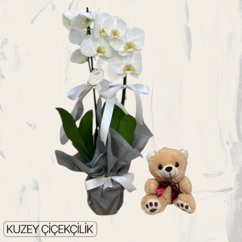 Çift Dal Beyaz Orkide Ayıcık