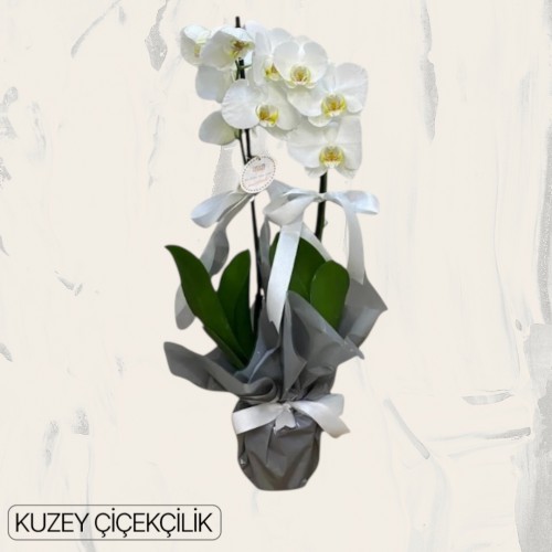 Çift Dal Beyaz Orkide