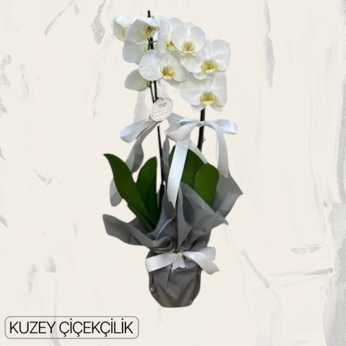 Çift Dal Beyaz Orkide