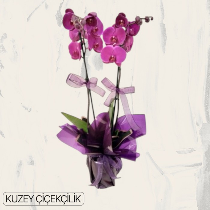 Çift Dal Mor Orkide