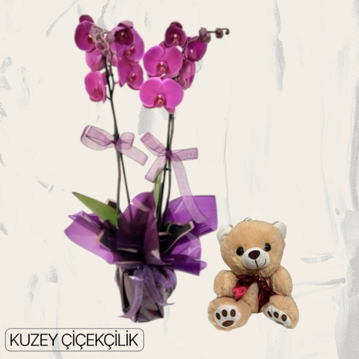 Çift Dal Mor Orkide Ayıcık