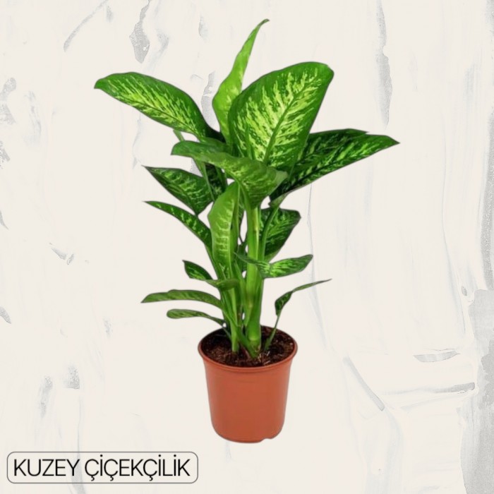 Dieffenbachia Camilla