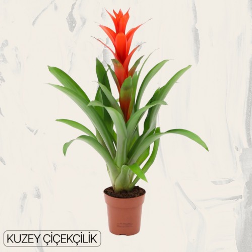 Kırmızı Guzmania