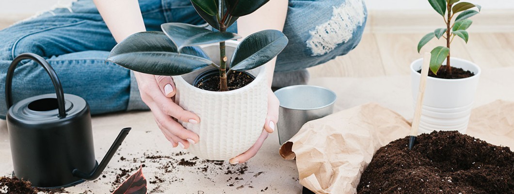 Bitki Bakım Rehberi