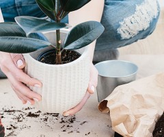 Bitki Bakım Rehberi